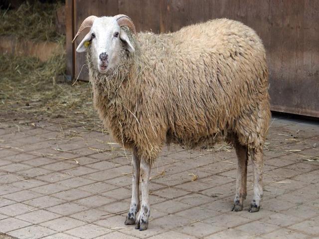 Bundner Oberland sheep