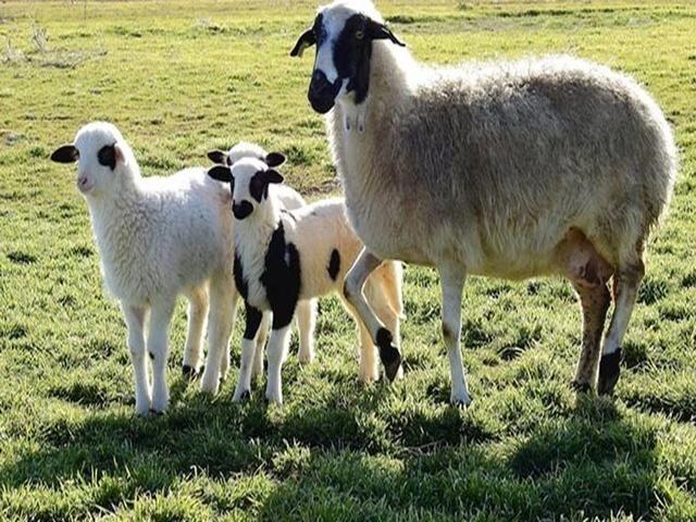 Bafra sheep