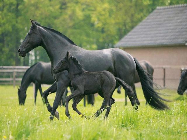 Balearic horse