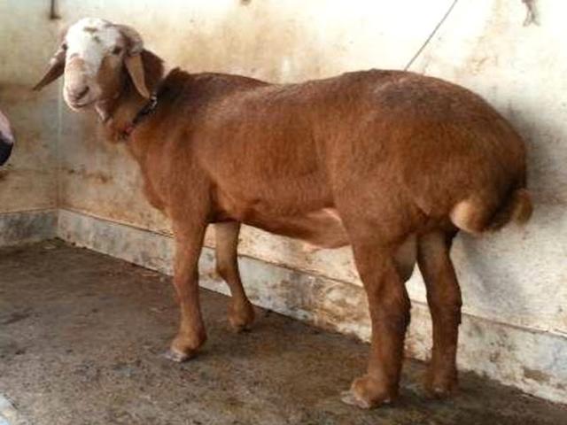 Balkhi sheep