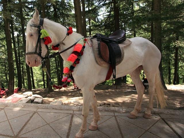 Baluchi horse