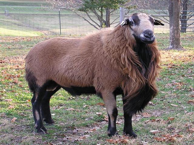 Barbados Blackbelly sheep