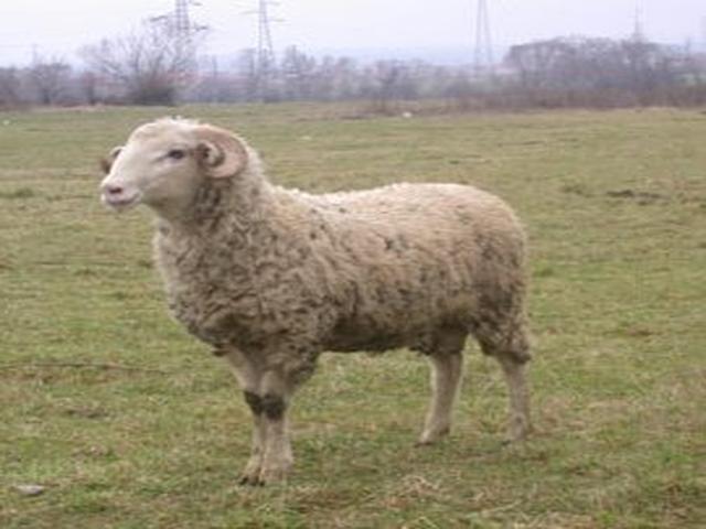 Bardhoka sheep