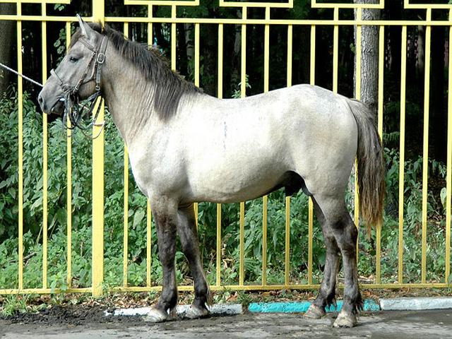 Bashkir horse