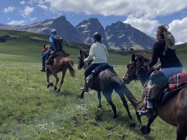 Basotho pony