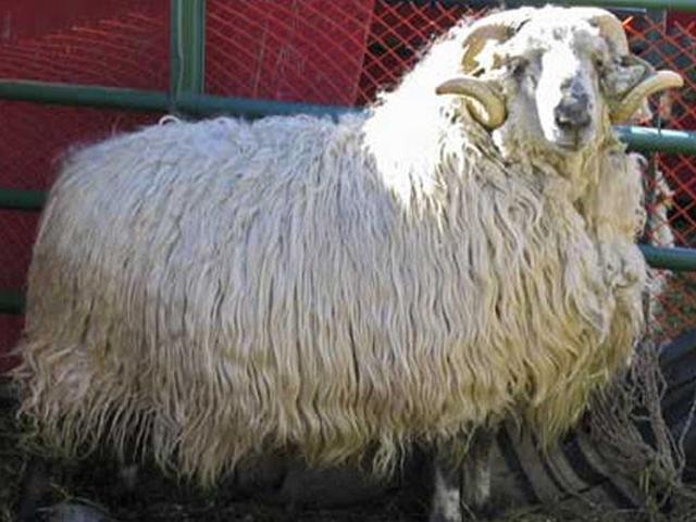 Bavarian Forest sheep