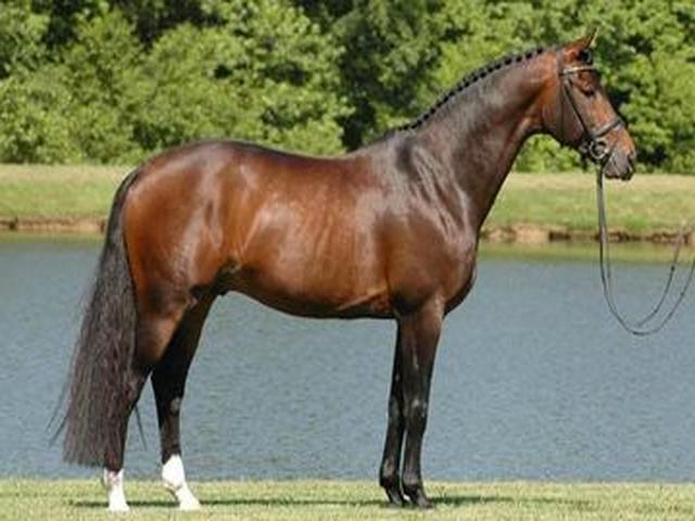 Bavarian Warmblood
