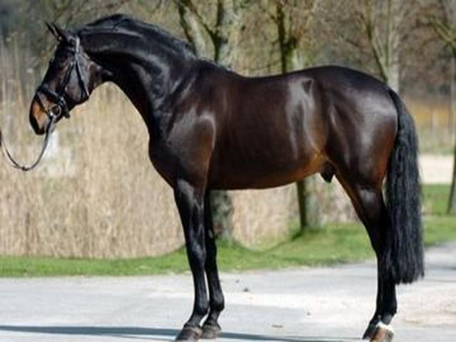 Belgian warmblood horse
