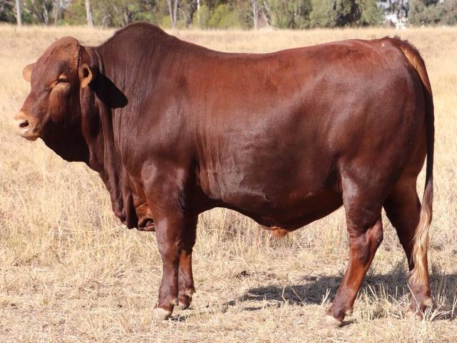 Belmont rojo