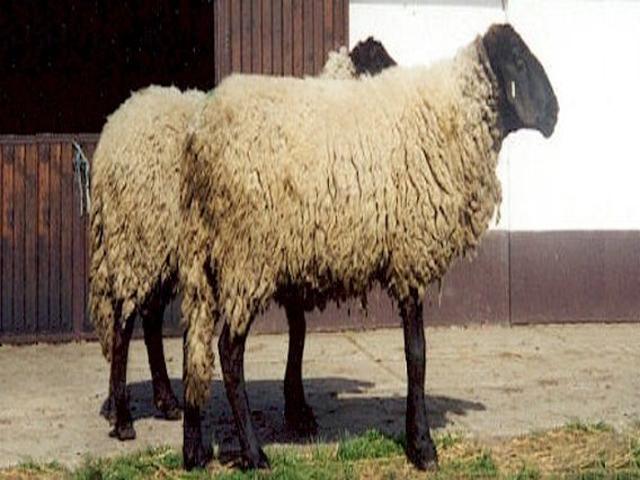 Bibrik sheep