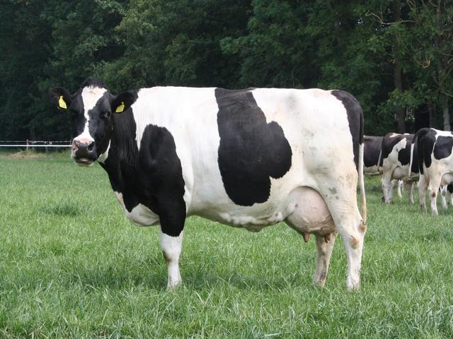 डच गाय (निष्क्रिय)