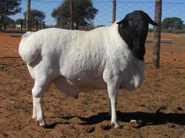 Blackheaded Persian sheep