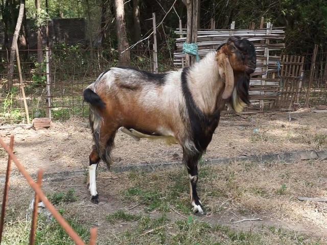 Bligon goat