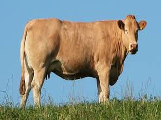 Blonde d’Aquitane cattle