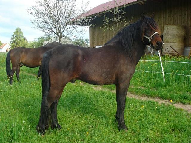Bosnian mountain horse