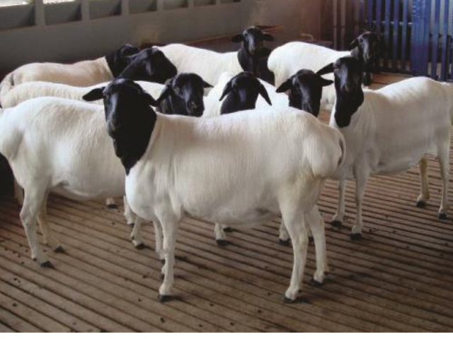 Brasilian Somali sheep