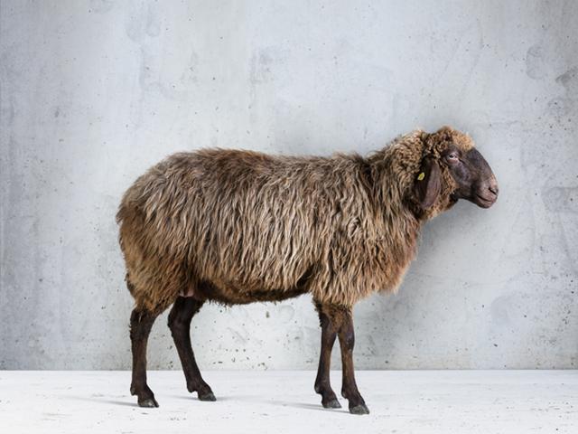Brown Mountain sheep