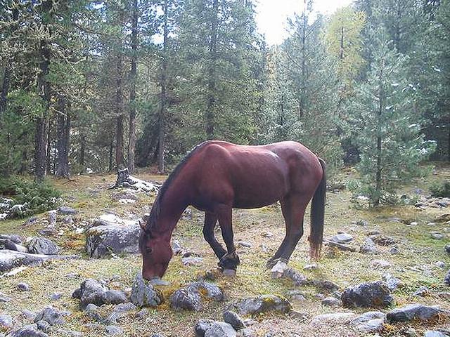 Buryat horse