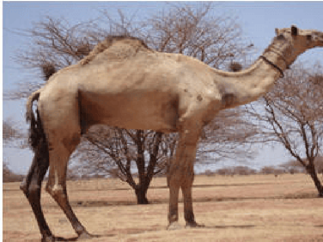 Butana camel