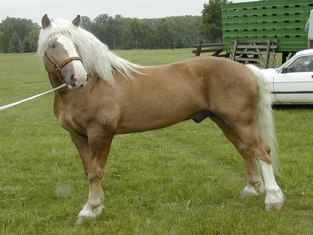 Byelorussian Harness Horse