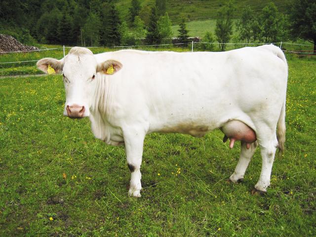 Vaca albă carintiană