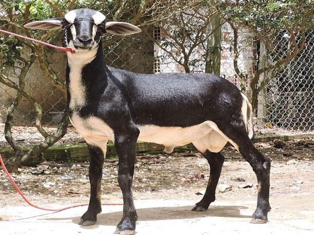 Cariri sheep