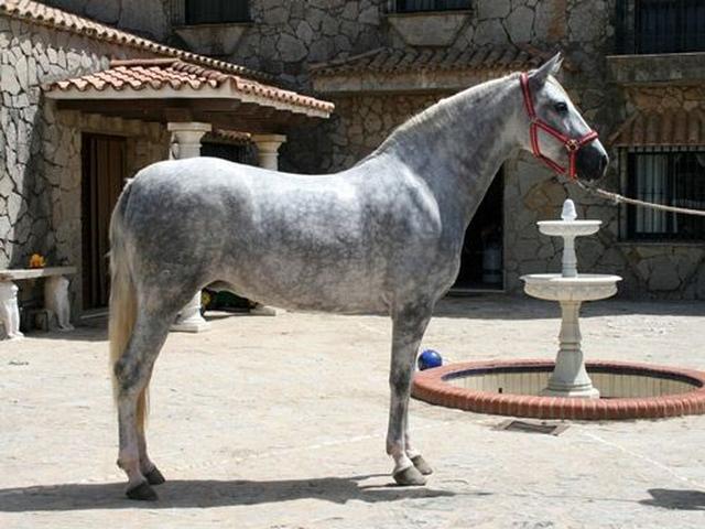 Carthusian horse