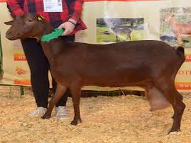 Catalan goat
