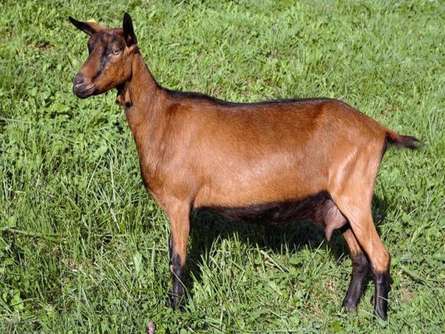 Chamois colored goat