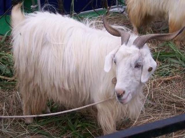 Changthangi goats