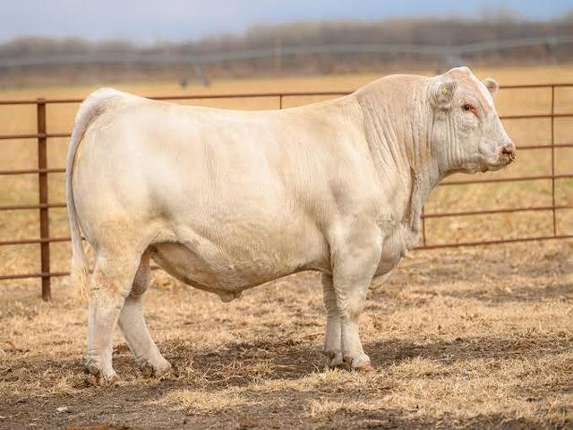 Charolais cattle