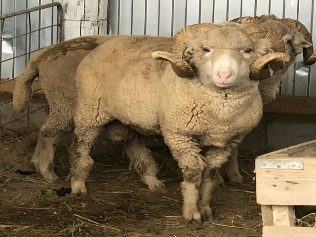 Chernozemelsky merino sheep