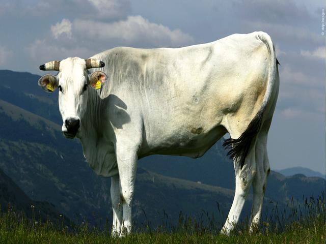 कियान गाय