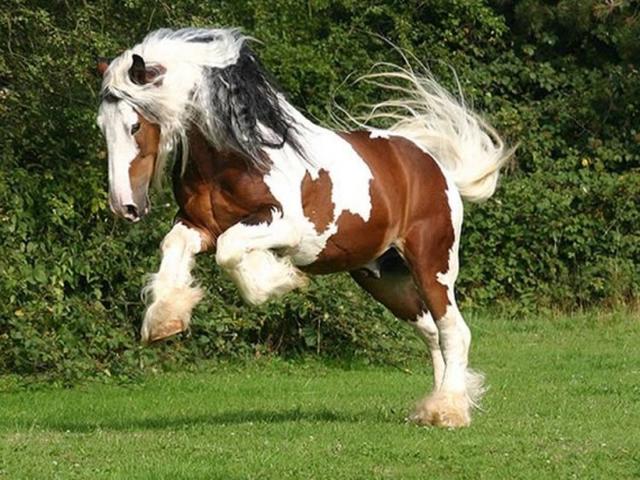 Clydesdale