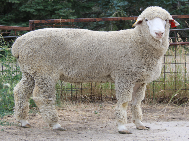 Columbia sheep