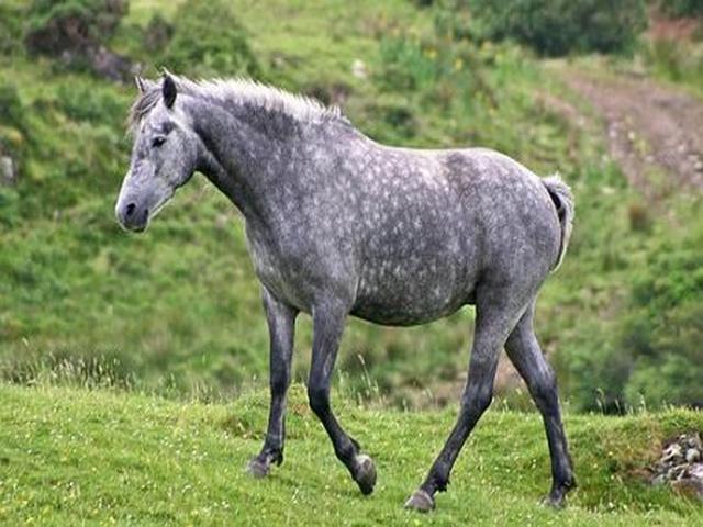 Connemara