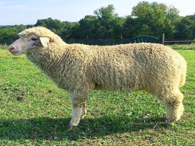 Cormo sheep