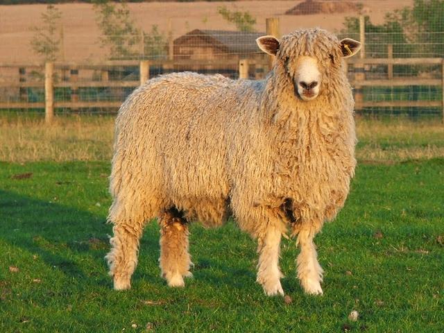 Coteswold sheep