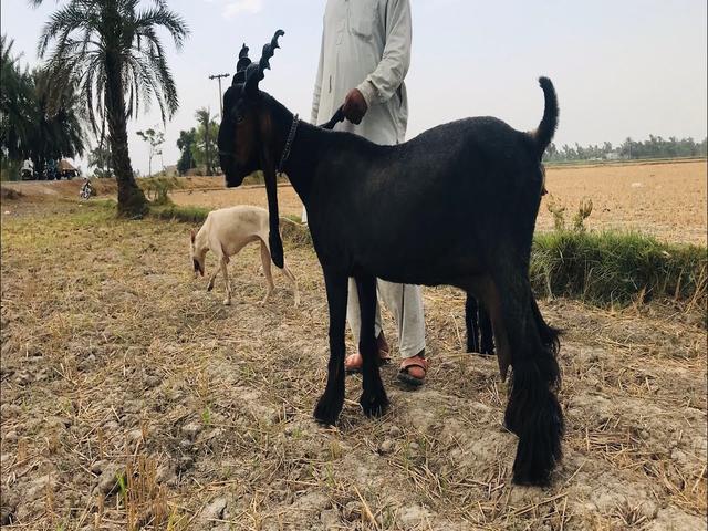 Daira-din-panah goat