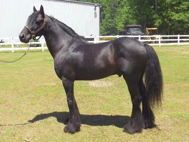 Dales pony