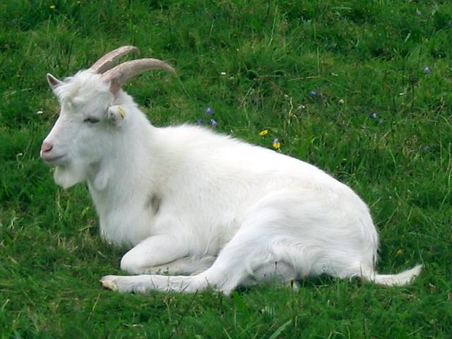 Danish Landrace goats