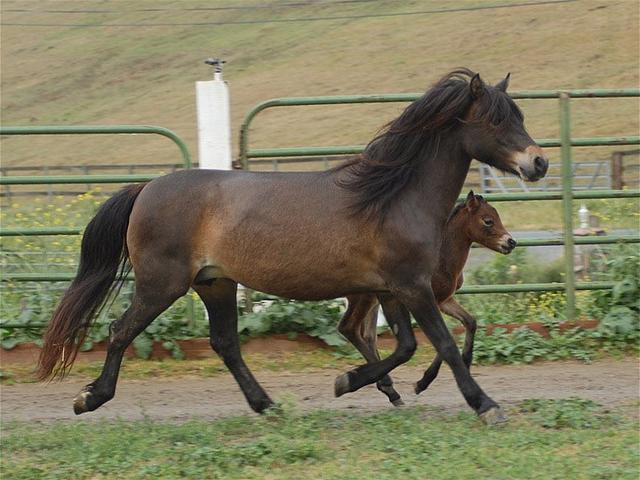 Dartmoor Pony