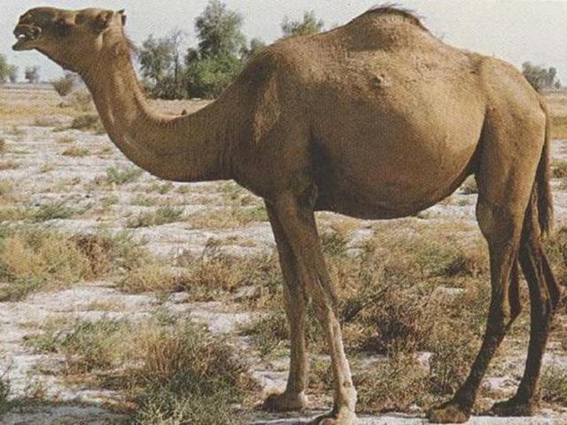 Dashti camel