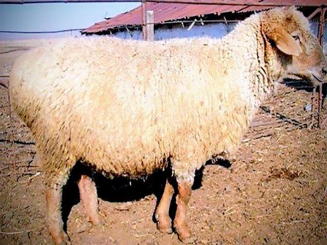 Degeres sheep