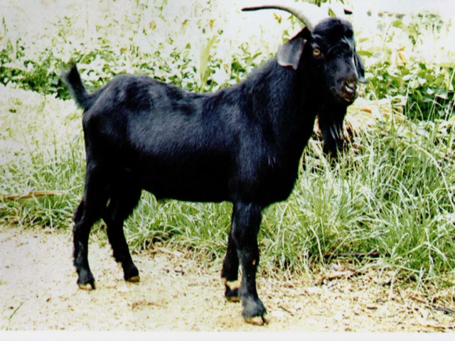 Duan goats