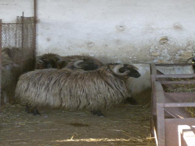 Duben sheep