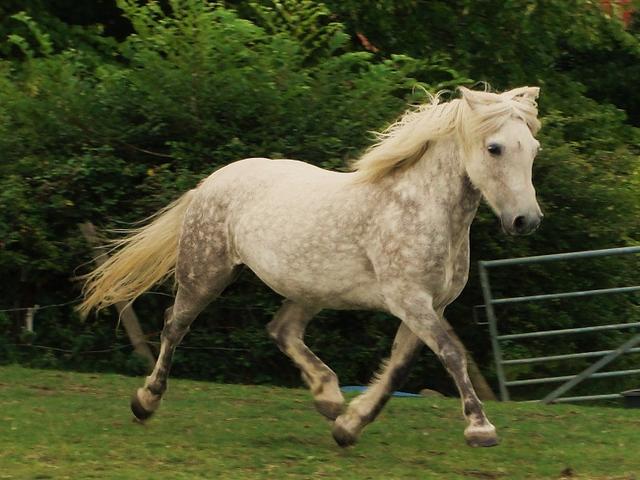 Eriskay Pony
