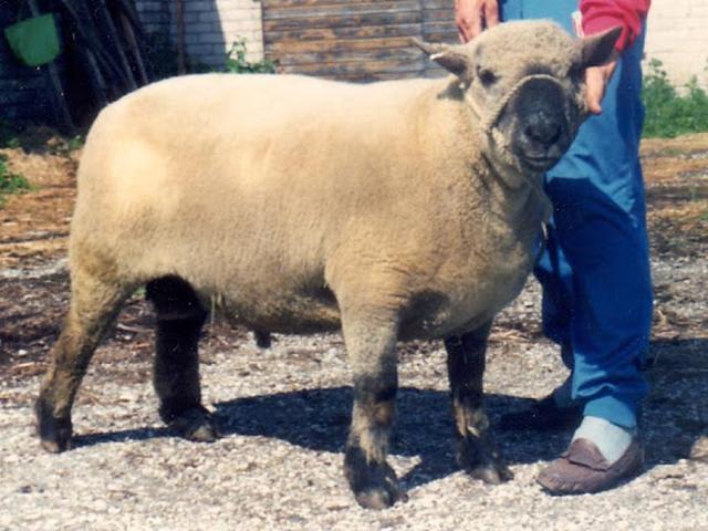 Estonian Dark-headed sheep