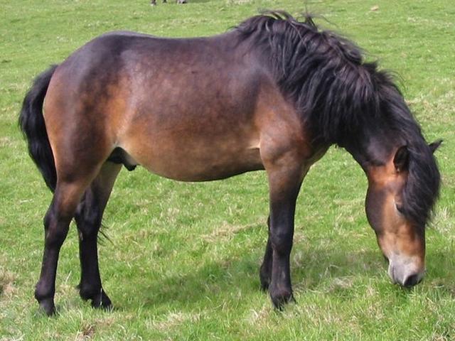 Exmoor pony