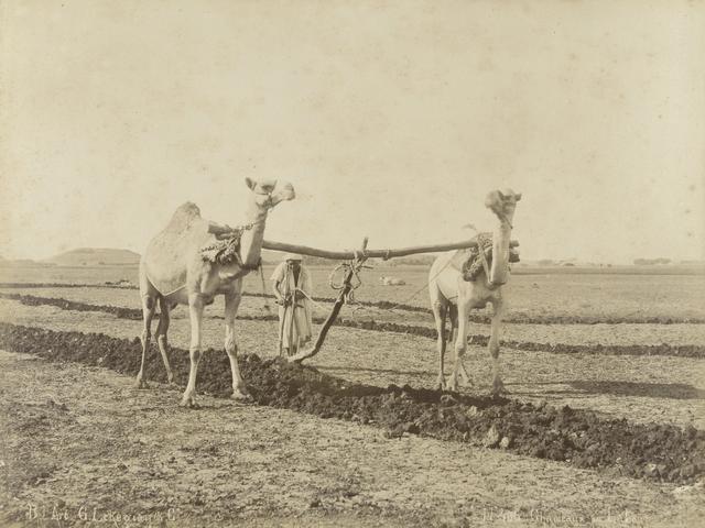 Fellahi camel